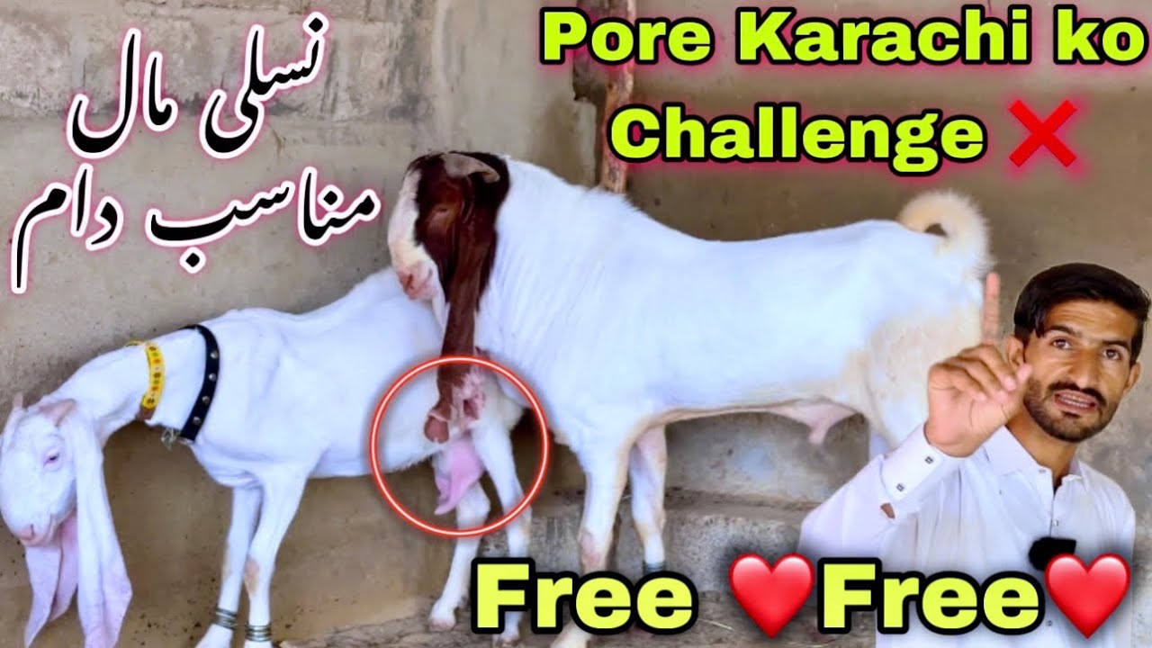 Muneer Goat Farm Agya Or Cha Gaya 😍 ||2025 Ki Nasli Bakriyan Or Aisa Breedar ❤️ || Bakra Mandi