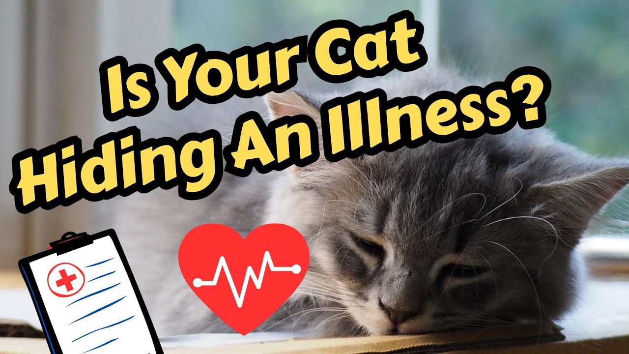 10 основных признаков того, что ваша кошка больна (и когда следует обратиться к ветеринару)