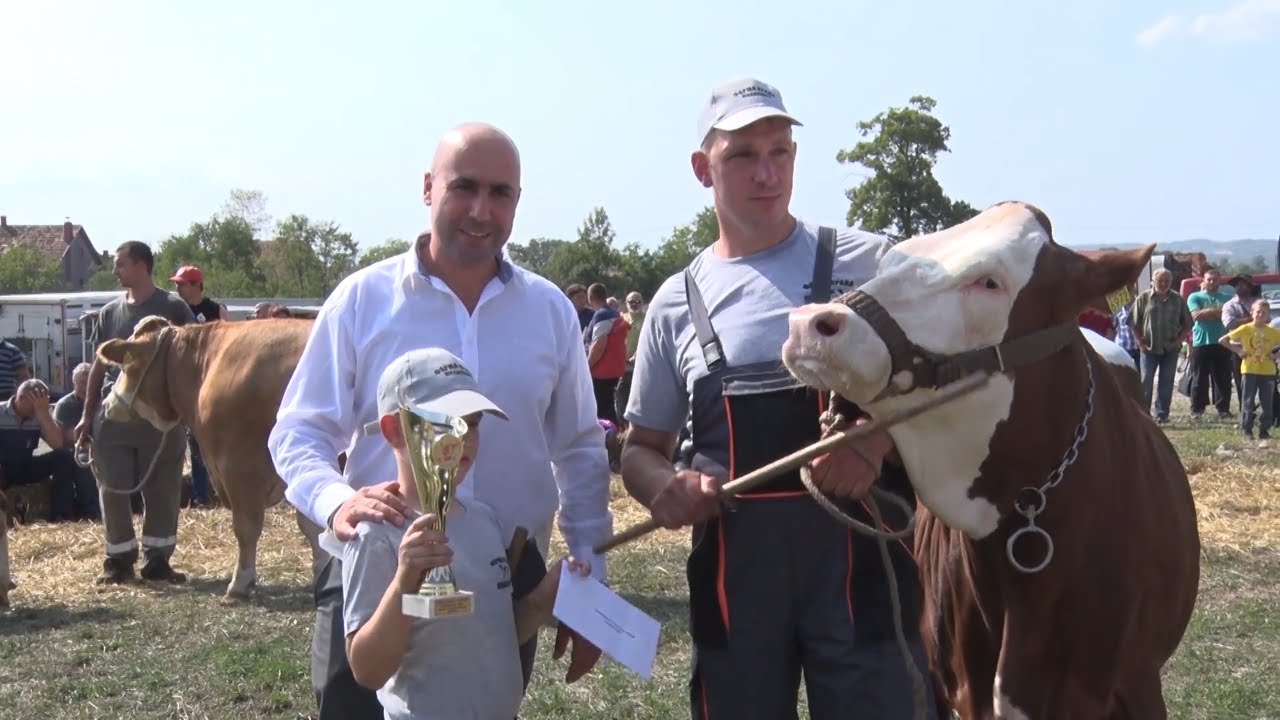 39. Izložba priplodnih goveda simentalske rase održana u Lajkovcu