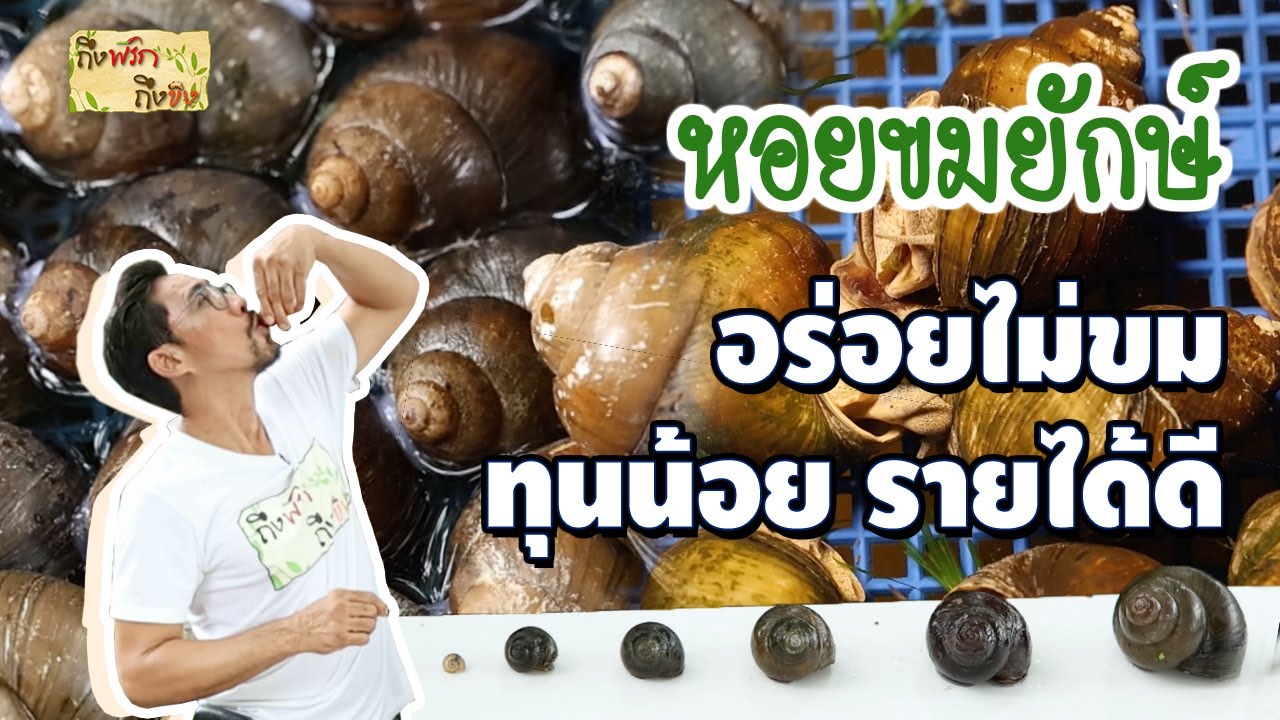 หอยขมยักษ์ อร่อยไม่ขม ทุนน้อย รายได้ดี I ถึงพริกถึงขิง