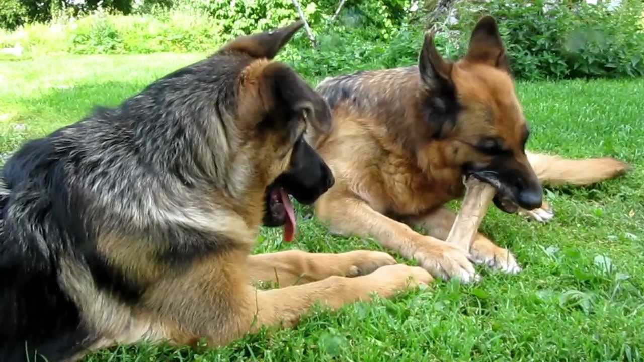 German Shepherd eating on a bone