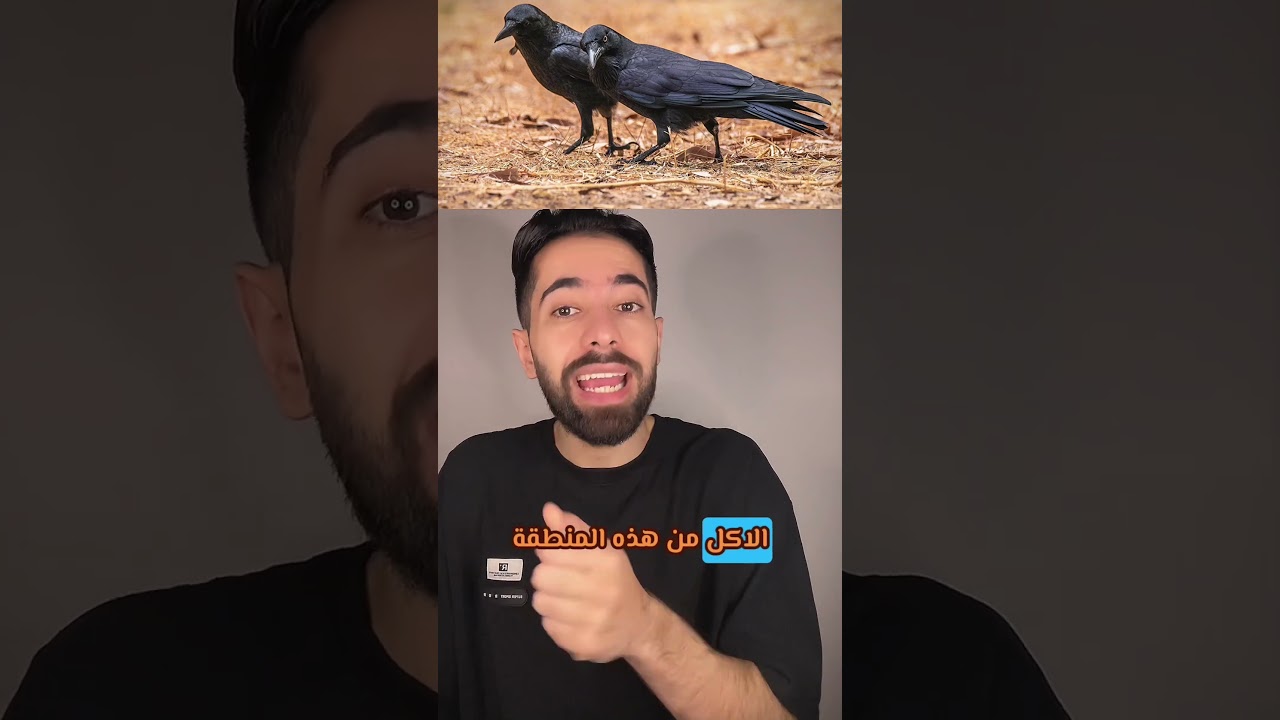 رح تنصدموا من الكلام اللي رح تسمعوه عن الغراب 😳😱