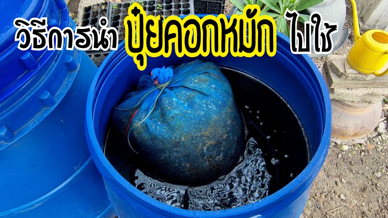 วิธีการนำปุ๋ยคอกหมักในถังไปใช้ | และการใช้น้ำหมักขี้วัวให้ถูกวิธี