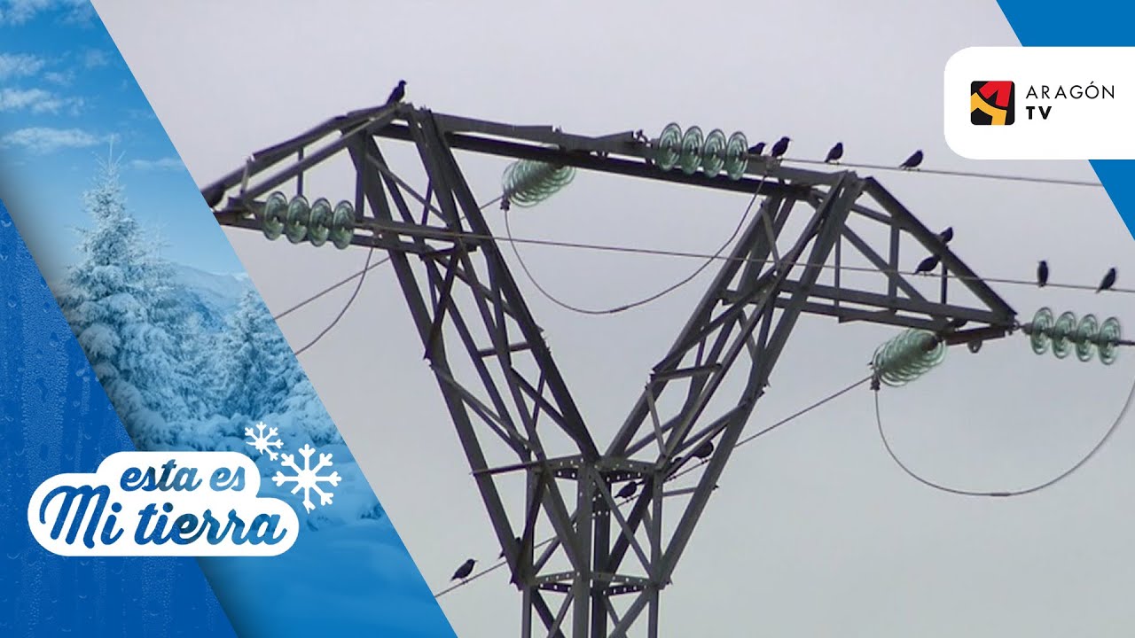 Decenas de aves mueren electrocutadas cada año