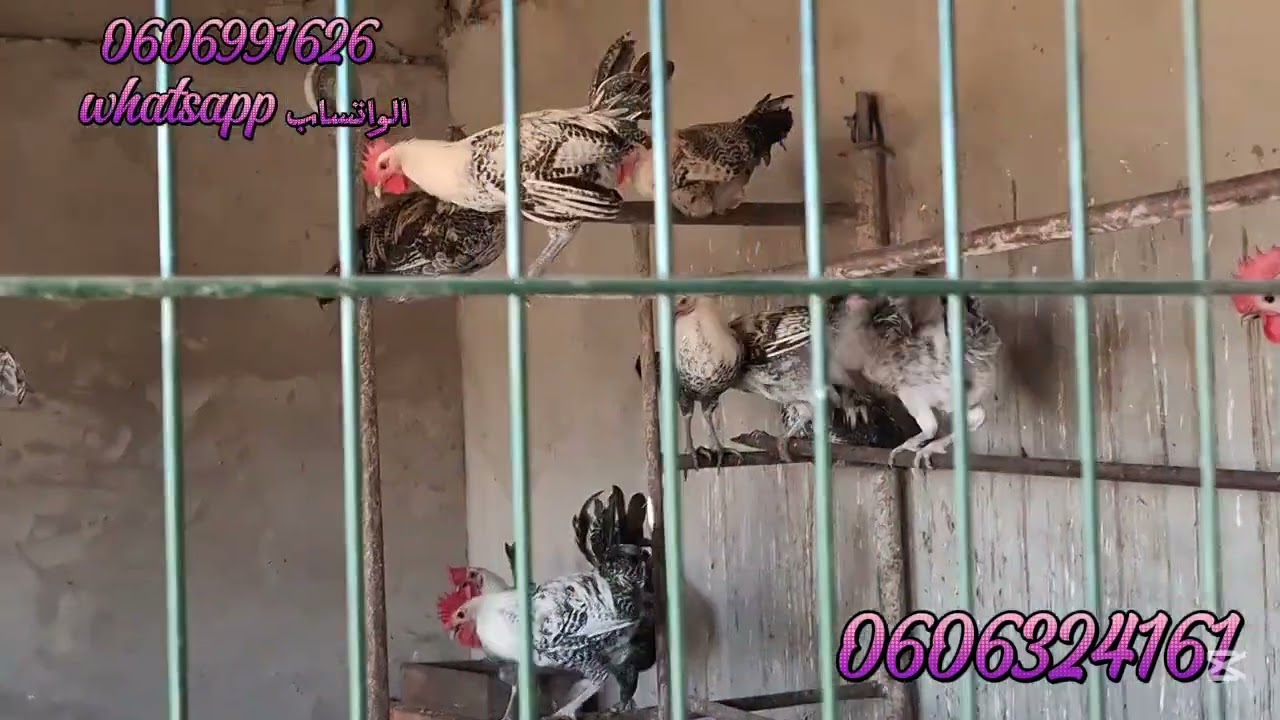 قطعة ارضيه محفظة 1400متر فيها دار وكراج وجوج بيور واصلا الماء الضوء والطريق بين لخميس آنجرة وتطوان 