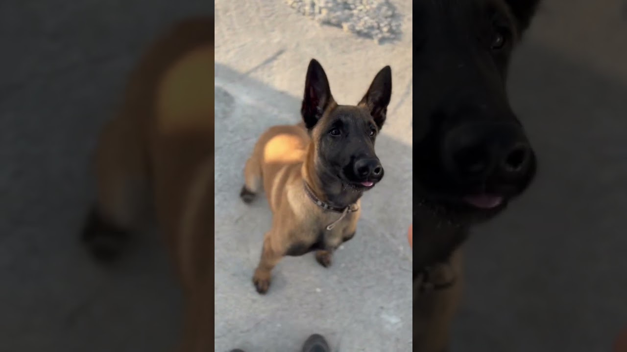 İtaat eğitimi 3.5 aylık yavru 😊 #bel&ccedil;ikakurdu #malinois #belgiummalinois