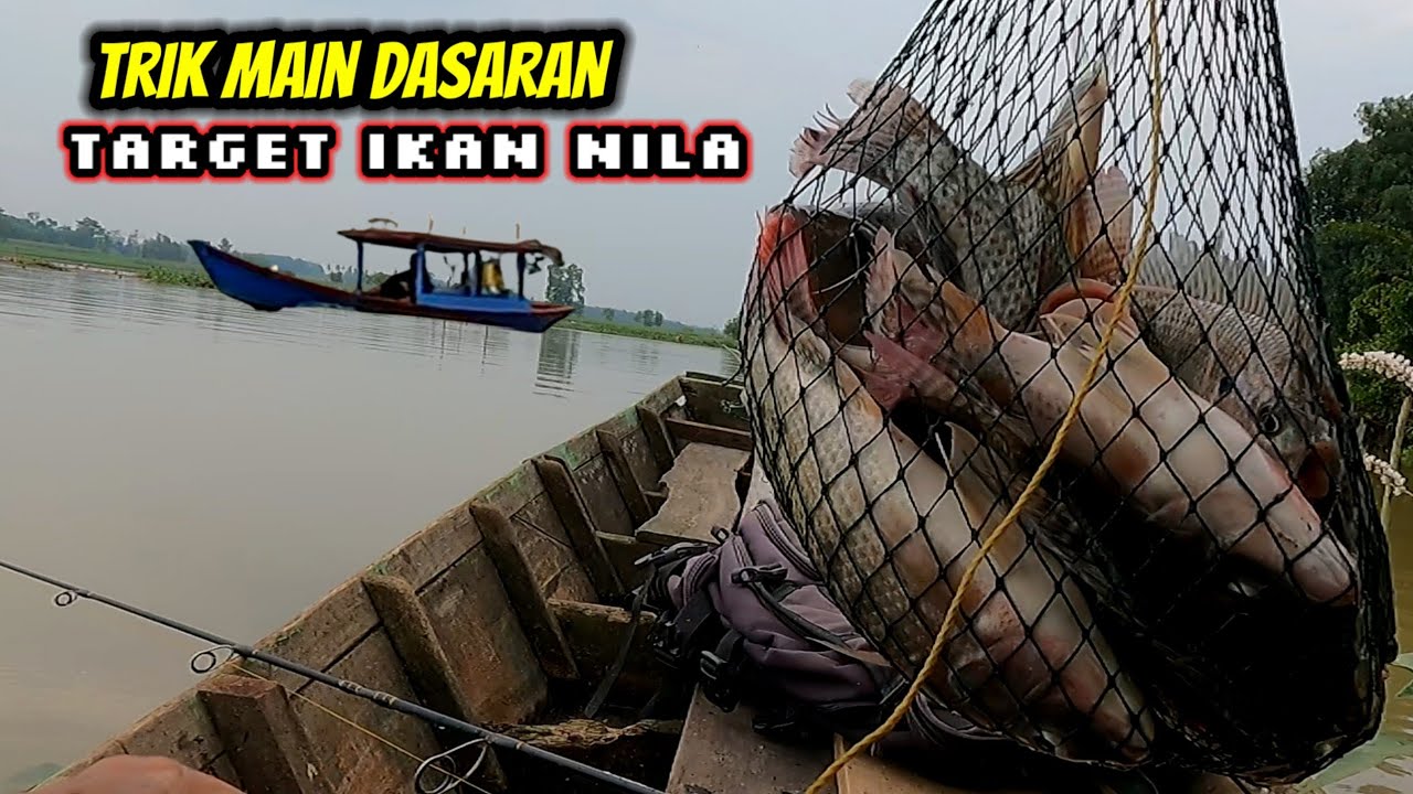 Tips Mancing Ikan Nila Teknik Dasaran Umpan Cacing