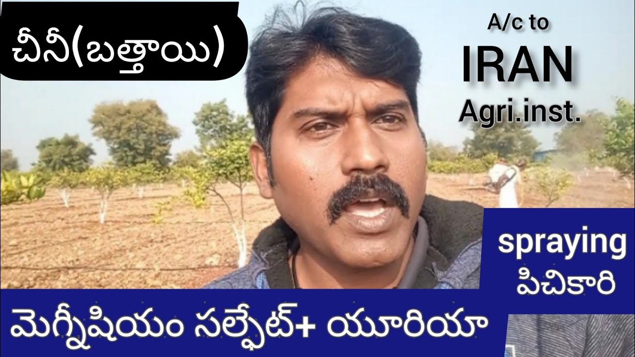 చీనీ(బత్తాయి) కి మెగ్నీషియం సల్ఫేట్+ యూరియా spraying (పిచికారీ)#foliar application of Mgso4+urea.