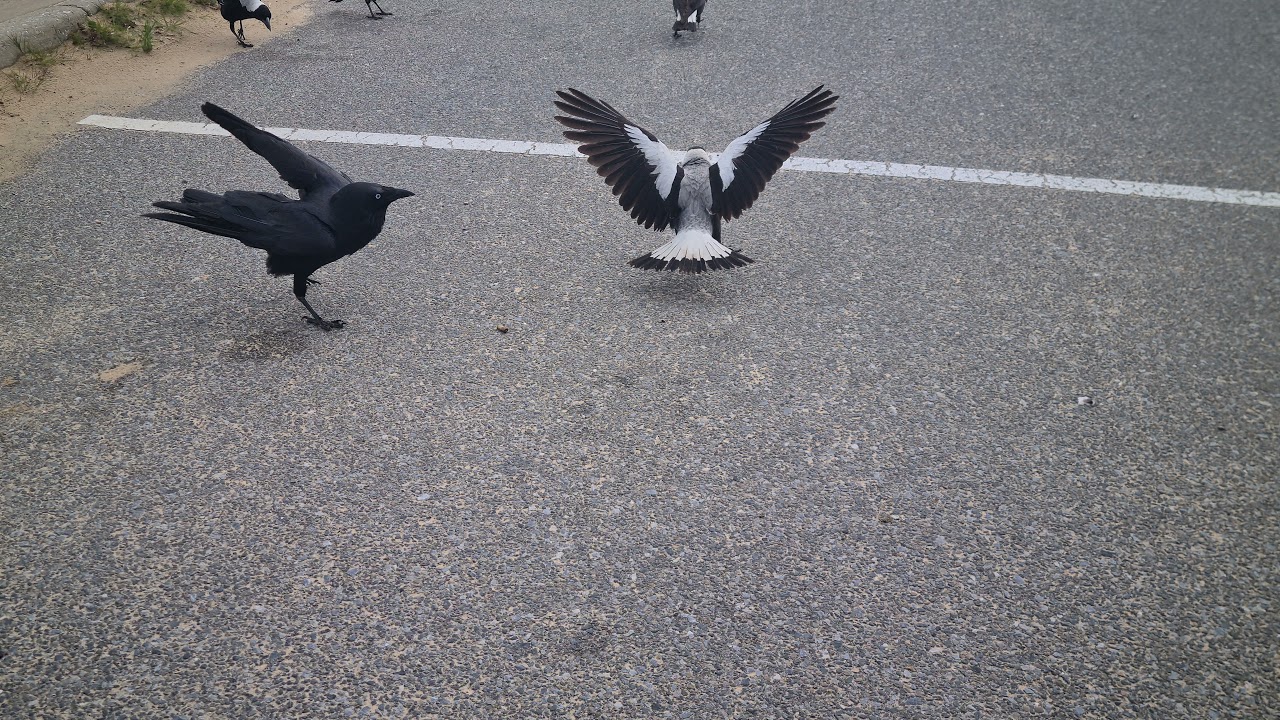 10 minutes of Pigeon vs Magpies. Tough pigeon! Great magpie calls 😀