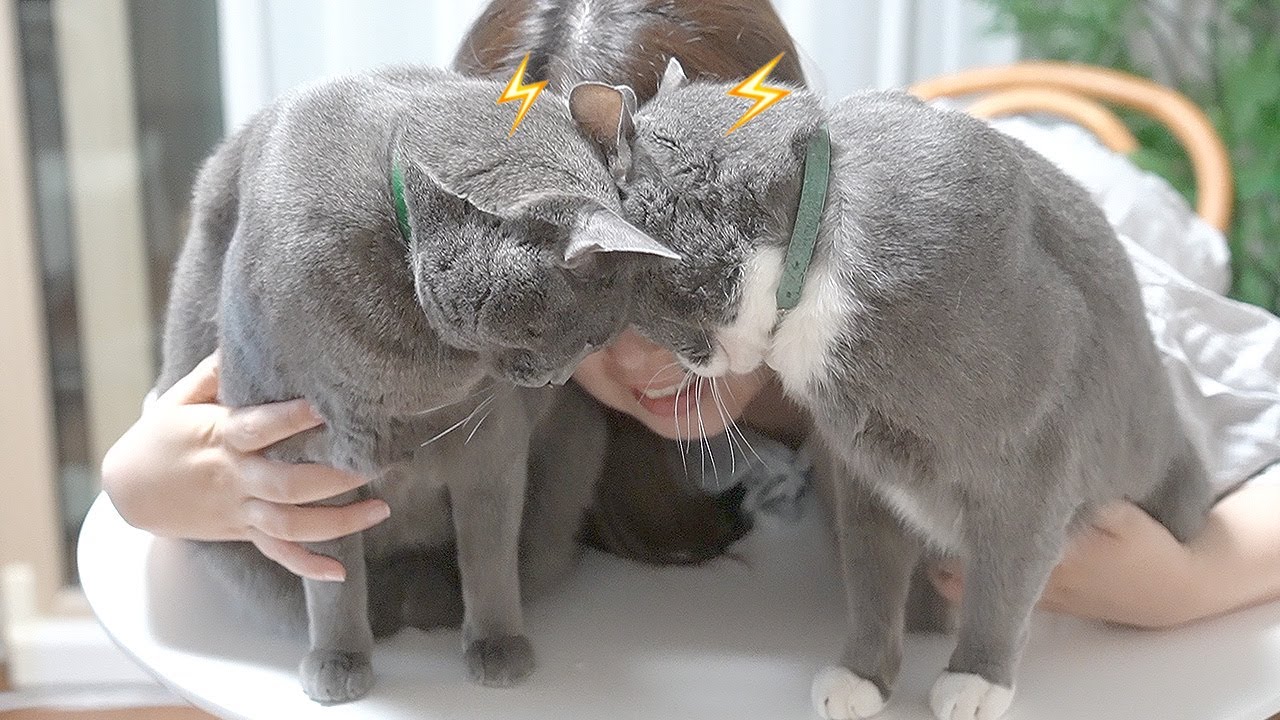 &ldquo;Mommy&rsquo;s Mine!&rdquo; Cute Cats Competing For Mom