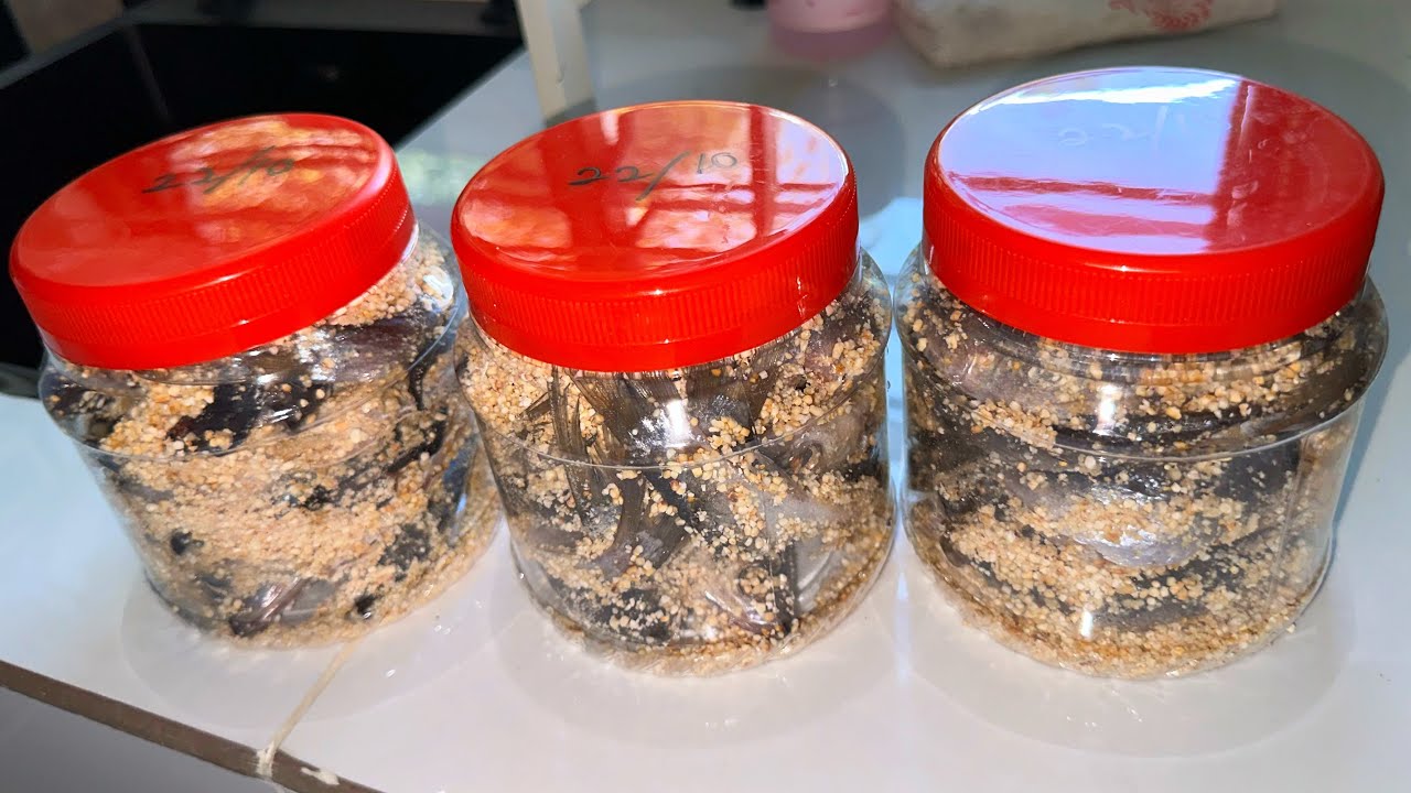 Cara Buat Ikan Pekasam Supaya menjadi Sedap Dan Tahan Lama | Rezeki orang Kg
