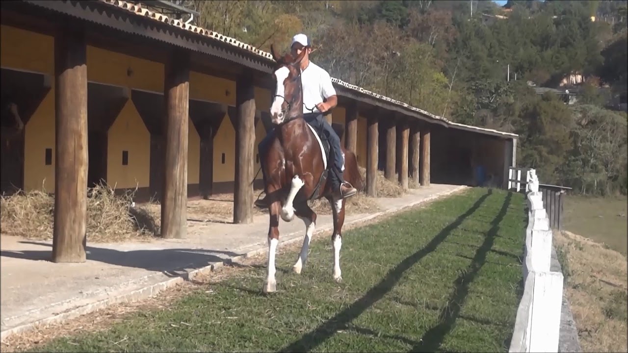 Imperio, cavalo mangalarga 