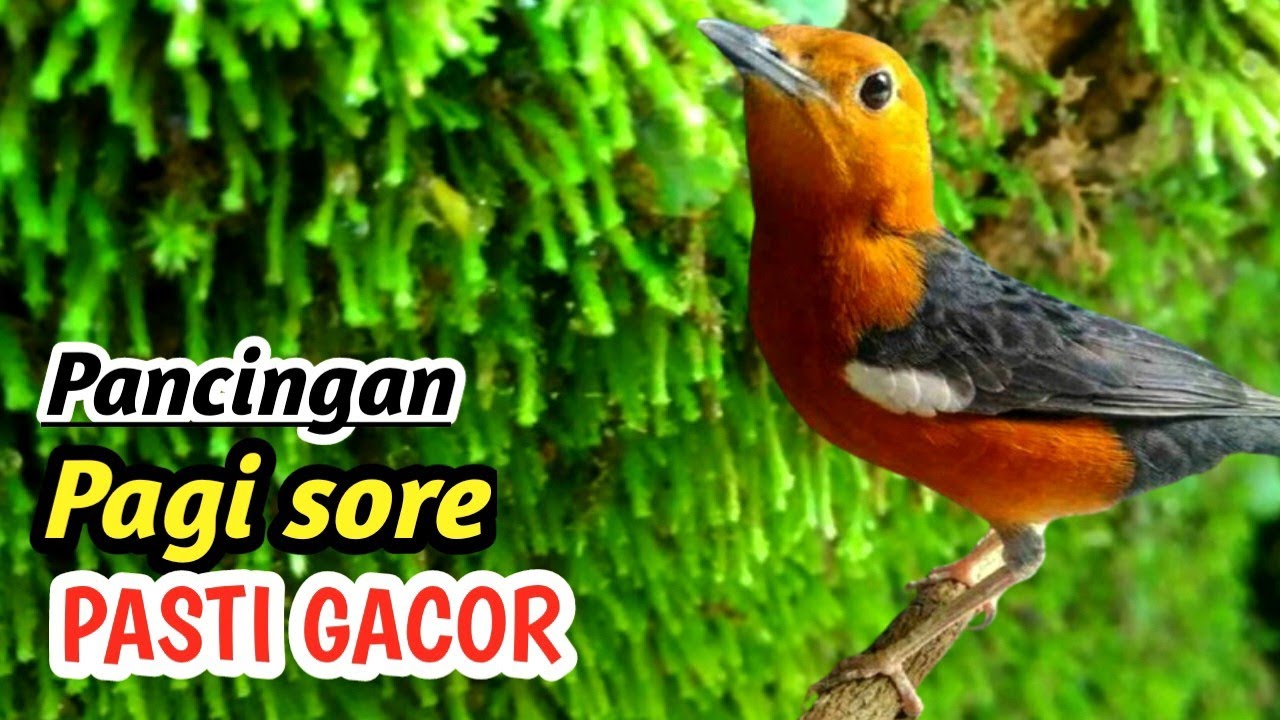 Anis Merah Full Isian Mewah Luxury Edition – Best Red Whiskered Bulbul Mastering 2026