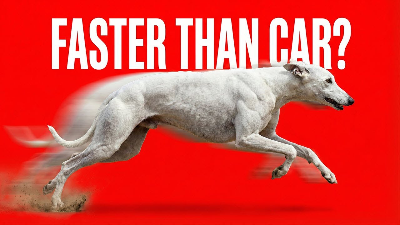 Top 30 Fastest Dog Breeds in the World (Ranked by Speed)