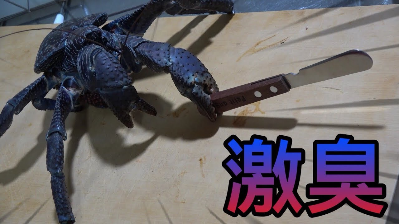 ゴミなどを食べて育ったヤシガニをさばいて食べたら衝撃だった