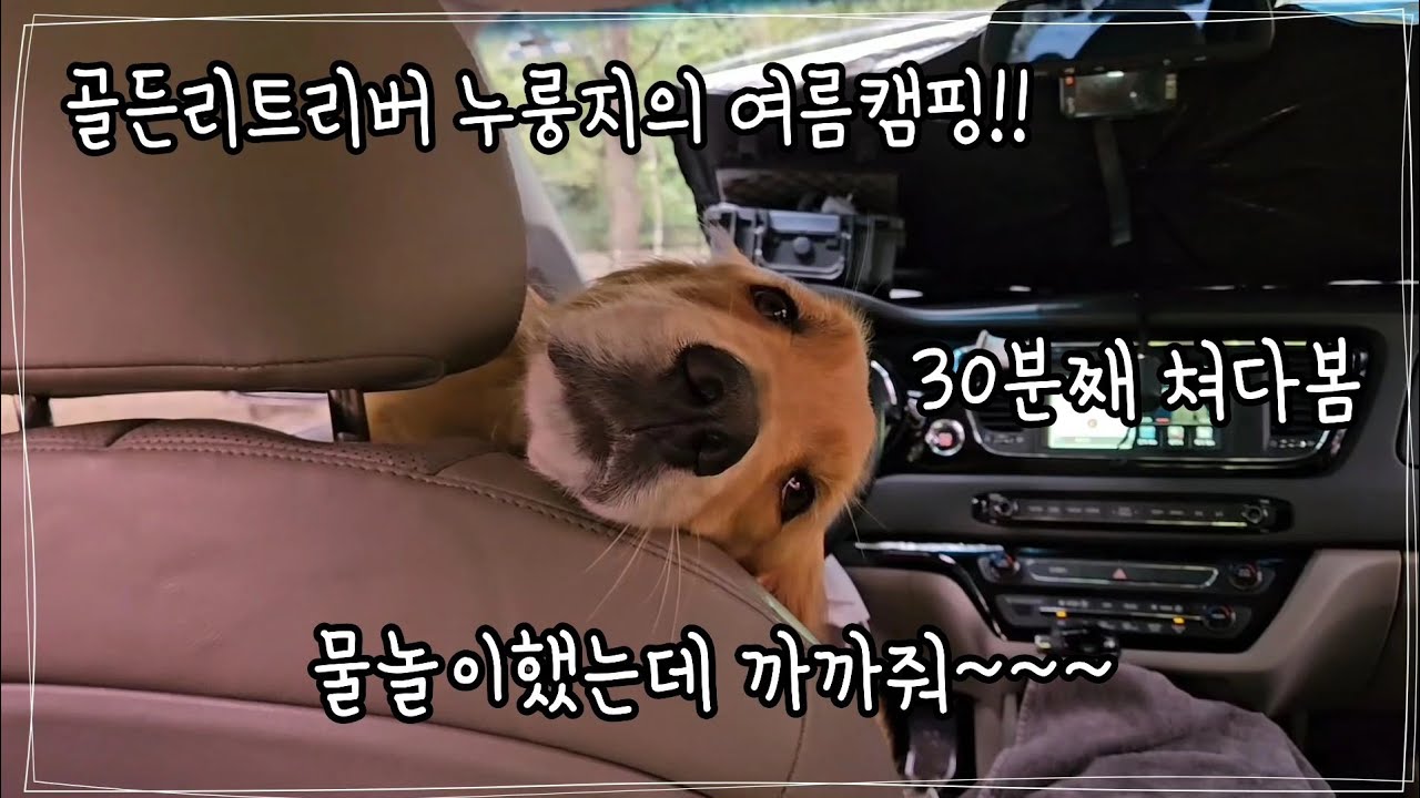 반려견 동반 캠핑장 | 아이두젠 옥타곤 매머드  | 완주 좋은하루캠핑장 여름 브이로그