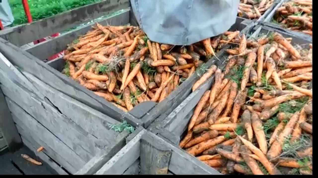Kopanie i mycie wczesnej marchwi 2015