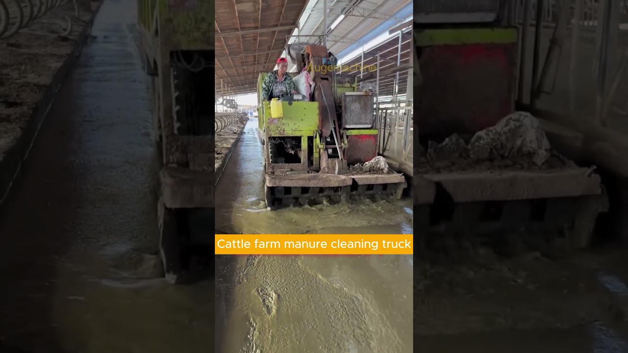 Cattle farm manure cleaning truck #pelletmachinefactory #cowfeed #sheepfeed #cowfeeding #forage