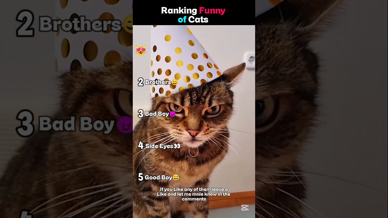 The Best Cat Ranking 😂🥰#viralvideo #ranking