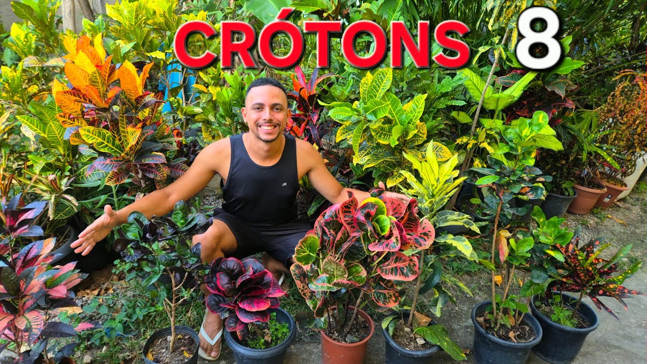 Crótons Por Que Seu Cróton Não Fica Colorido? Segredos Revelados