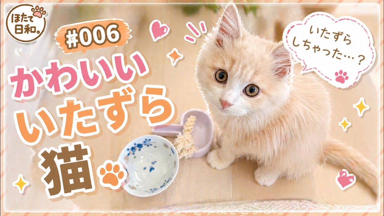 【ラガマフィン】 #006 かわいいいたずら猫【ほたて日和。】