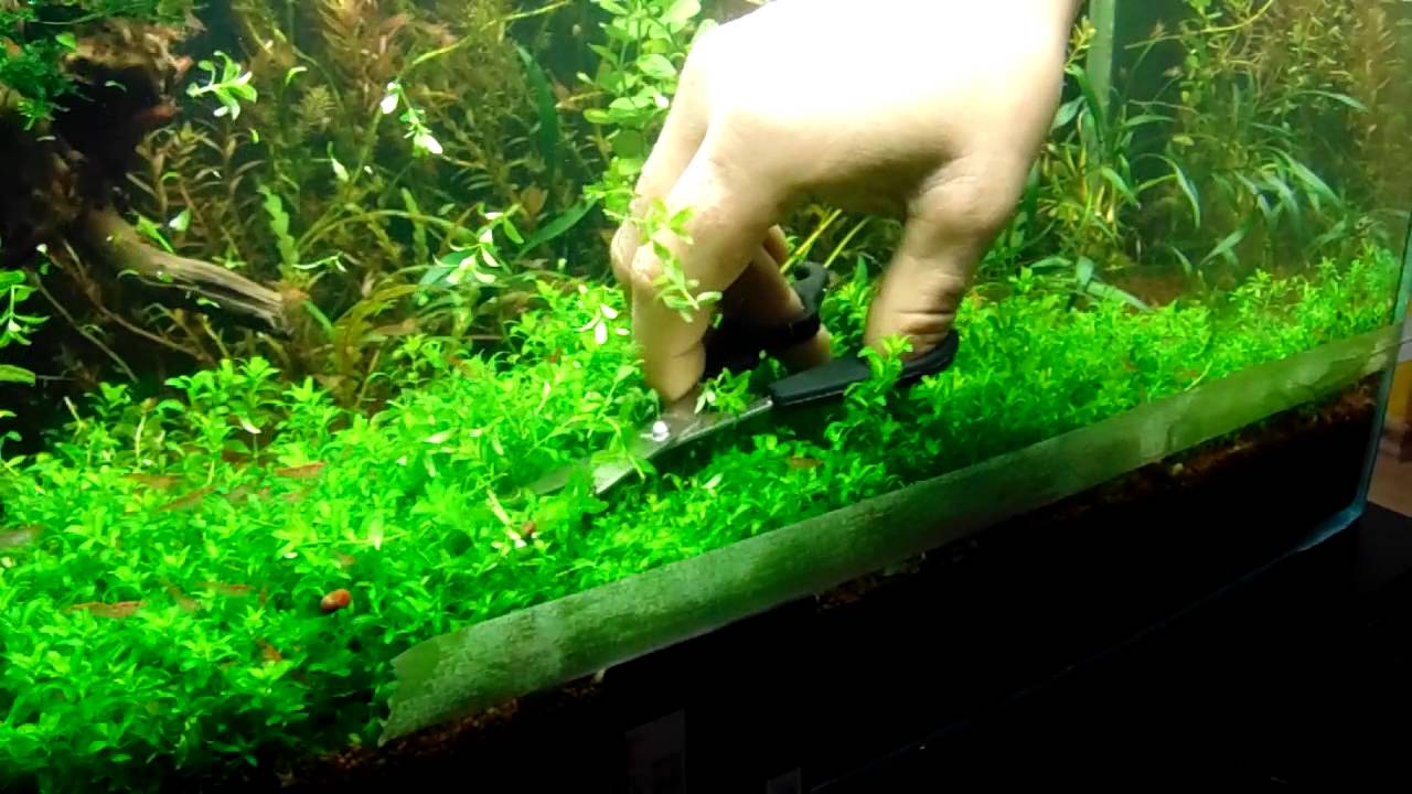 HM (Hemianthus micranthemoides) ültetés. 3 rész