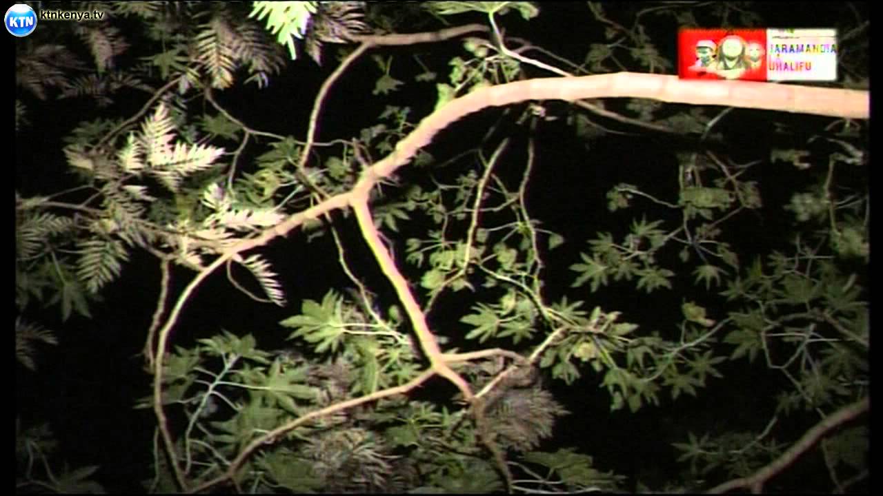 Jicho Pevu - Jaramandia la uhalifu
