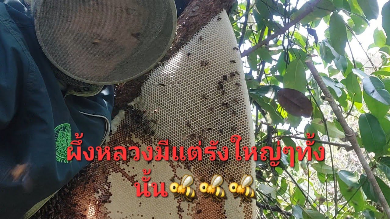 ออกหาน้ำหวานป่าหมายธรรมชาติหมานมา4รังใหญ่ๆทั้งนั้นผึ้งหลวง🐝🐝