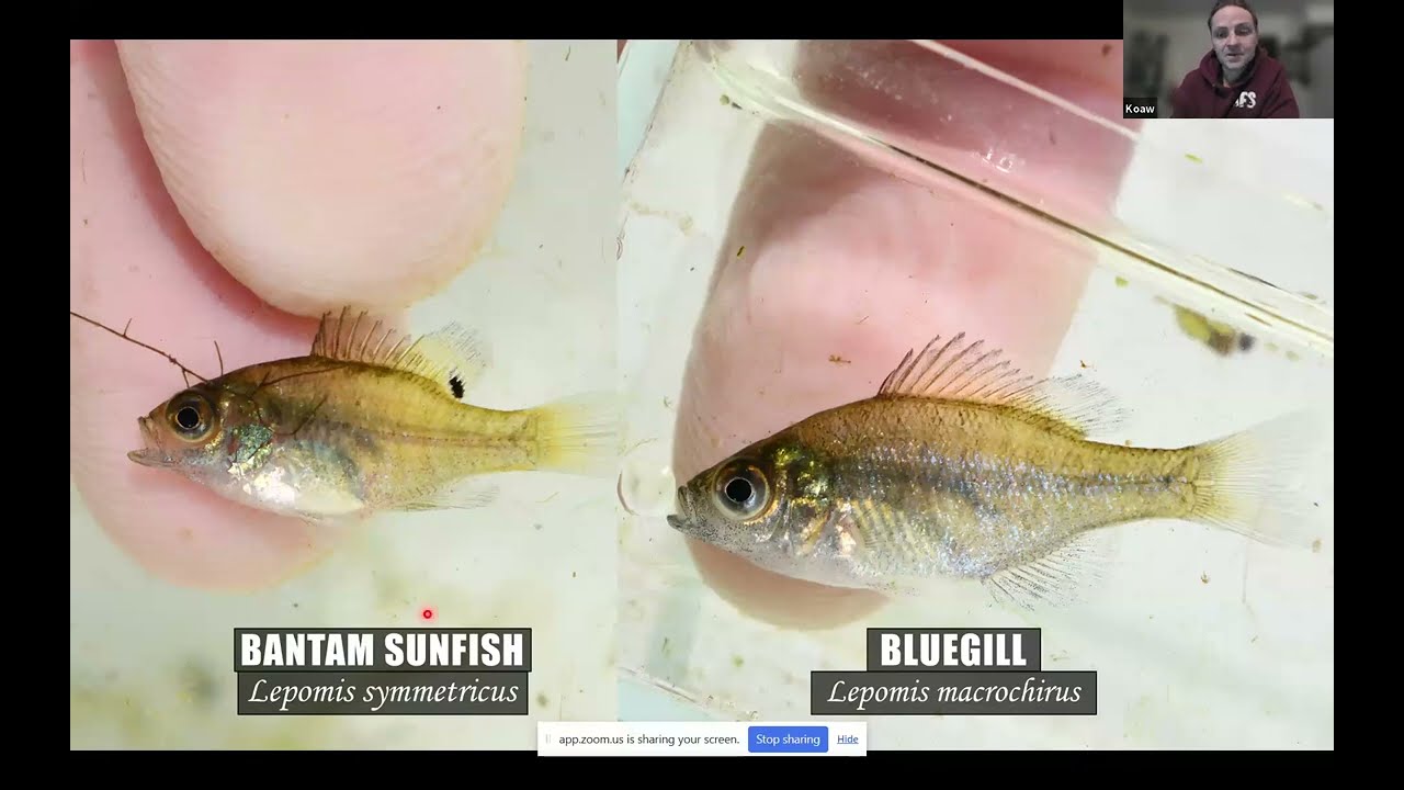RSFF Meeting - February 9, 2026 Meeting - KOAW Nature on Sunfish