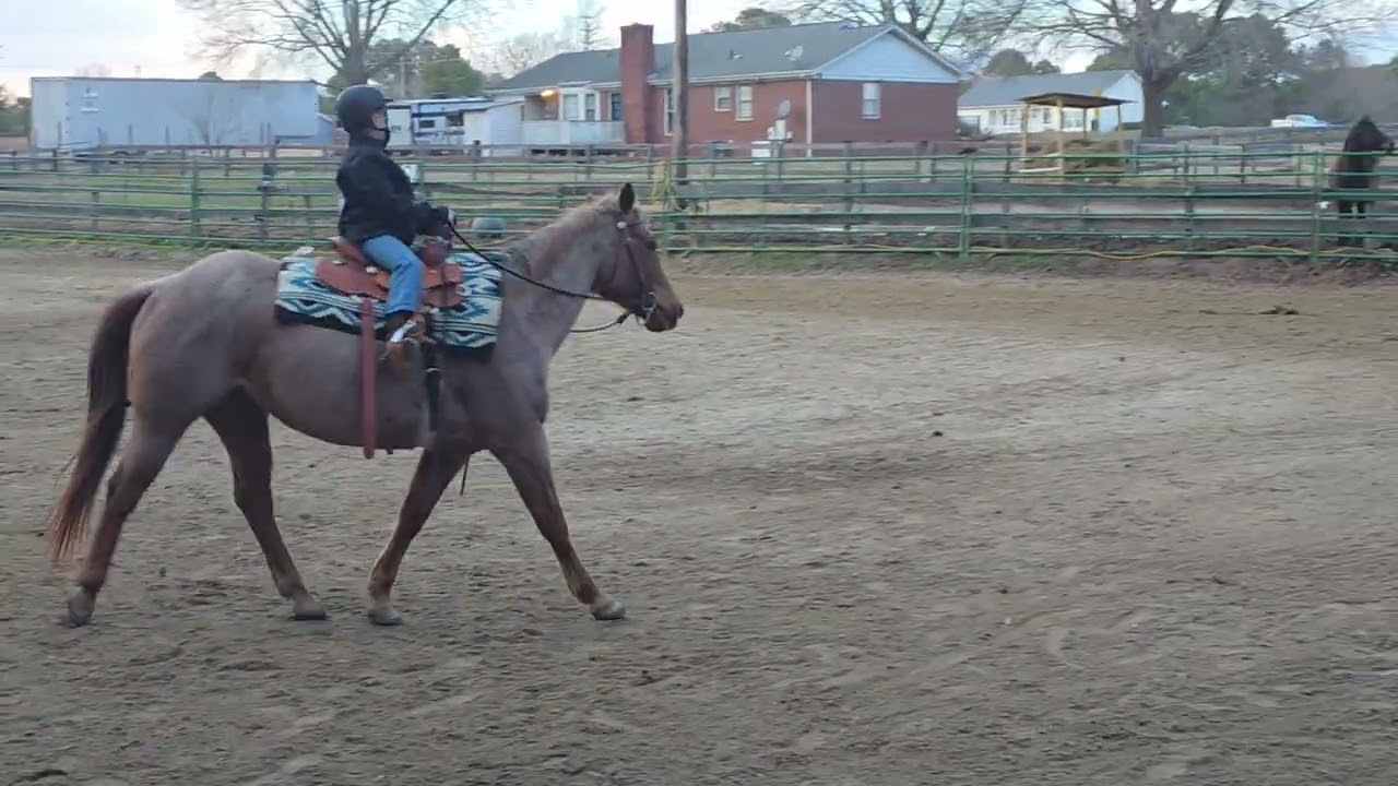 Ellie May Jullian WT Ranch Virtual show #1 