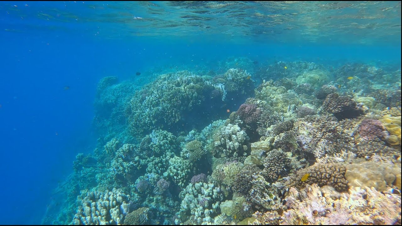 Snorkeling from Gorgonia Beach Resort to Shams Alam Beach resort 2025