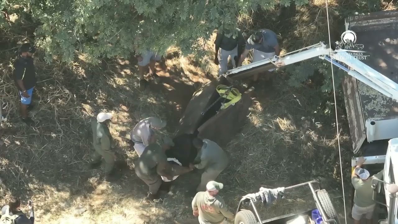 Buffalo Translocation