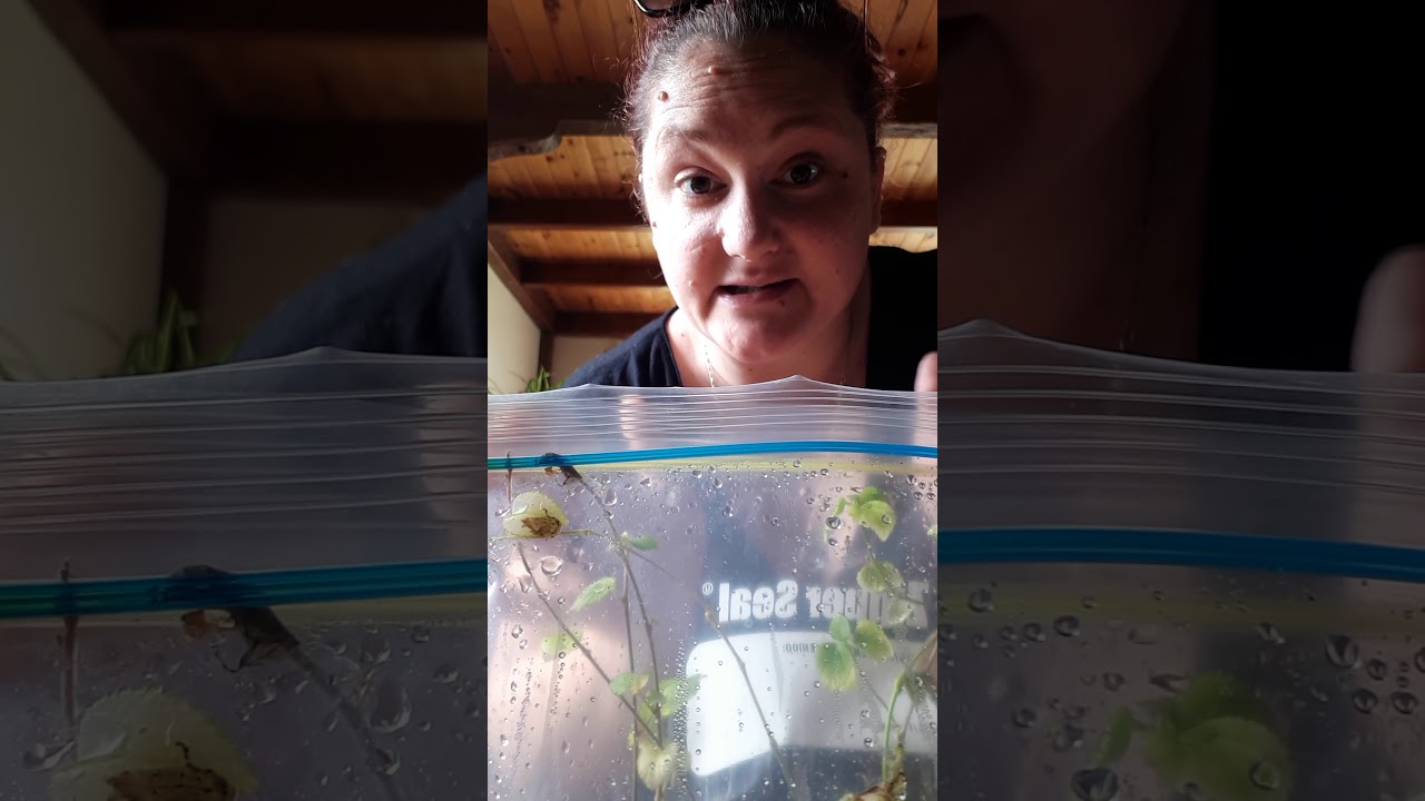 Propagating chenille plants