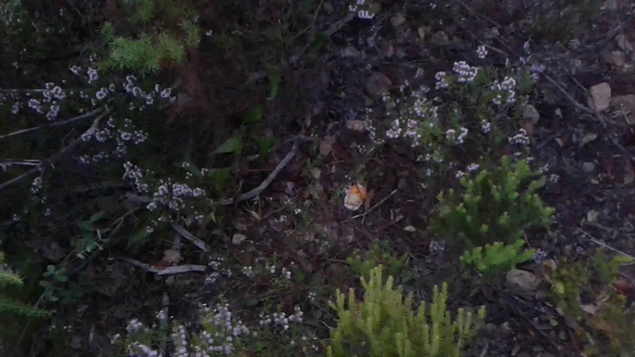 Amanita caesarea brotada en 2 metros cuadrados