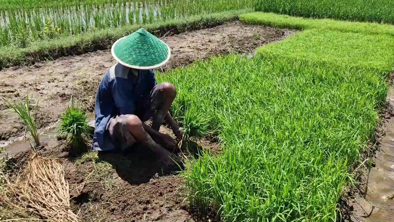 HOW SMART FARMERS UPROOT MATURE SEEDLINGS WITH BARE HANDS – NO TOOLS NEEDED! - Agriculture Farming