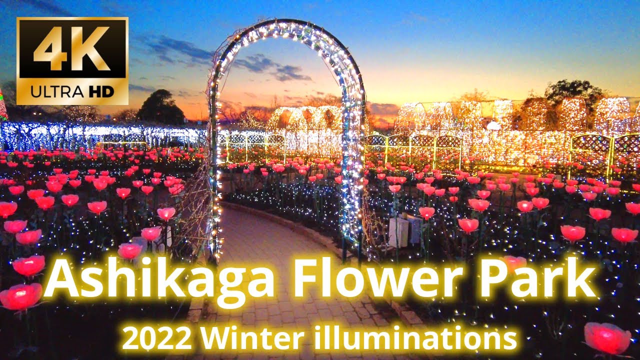 【4K】Japan Walking Tour - Ashikaga Flower Park 2022 Night Walk