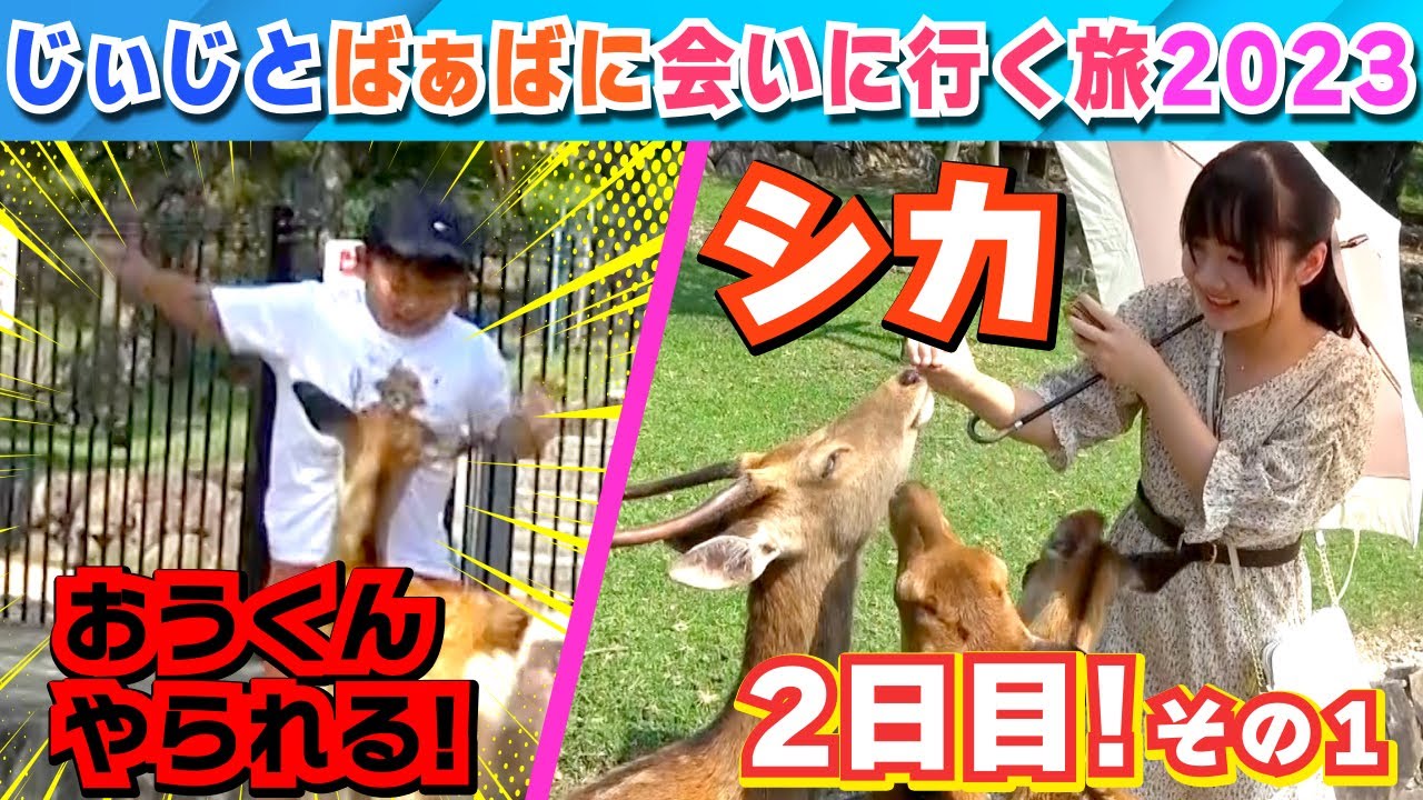 ◆鹿に襲われた！じぃじとばぁばに会いに行く旅2023年2日目その1奈良公園◆