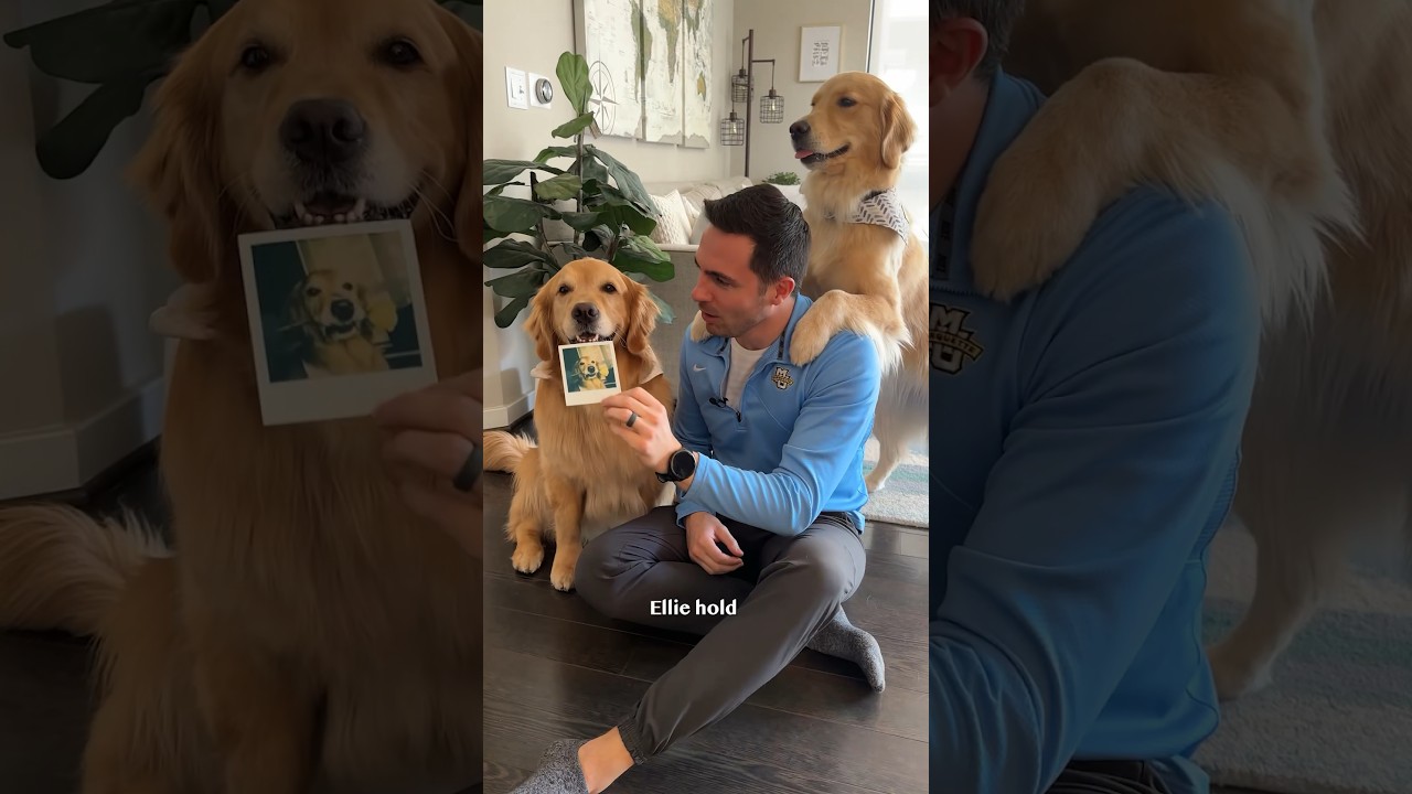 Teach your dog to hold objects!