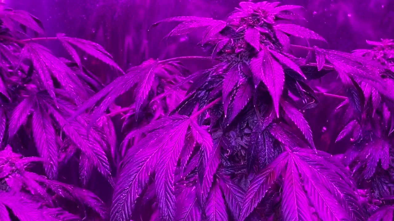 Champcar Grower Bubba Kush Bud Porn