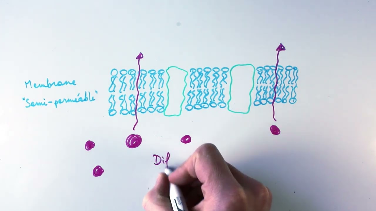Transports passifs : diffusion simple et diffusion facilit&eacute;e
