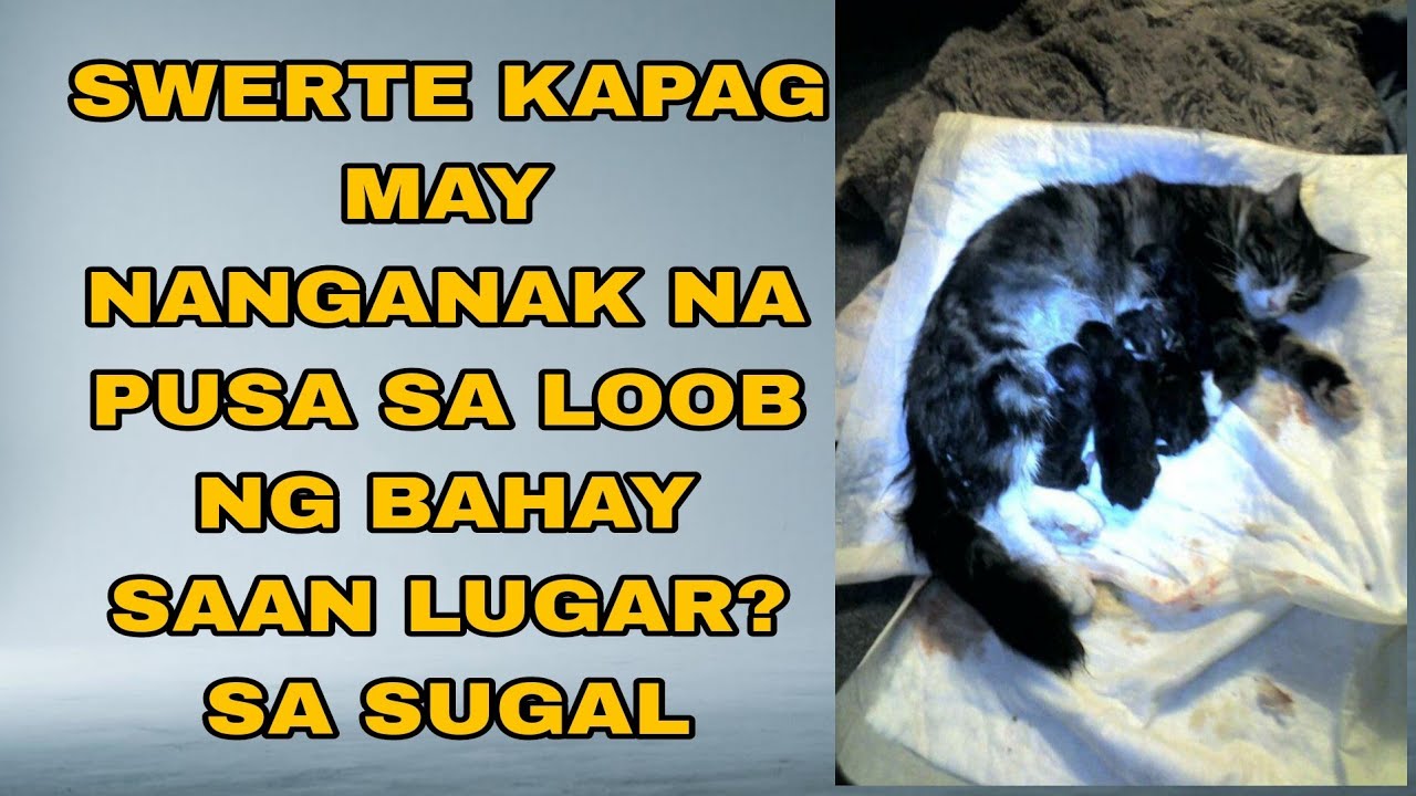 SWERTE KAPAG MAY NANGANAK NA PUSA SA LOOB NG BAHAY SAAN LUGAR DAPAT? Pwede ba sa sugal?