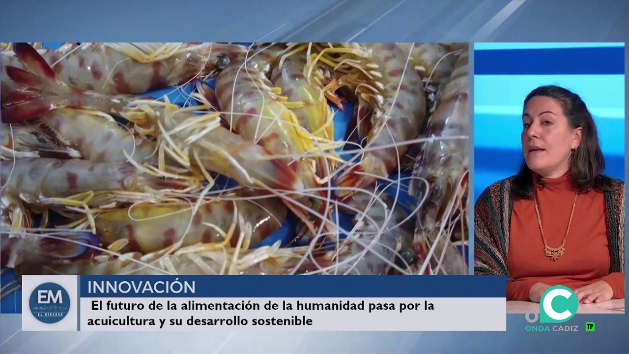 EL MIRADOR INFORMATIVO 12 02 26 ONDA CADIZ TV