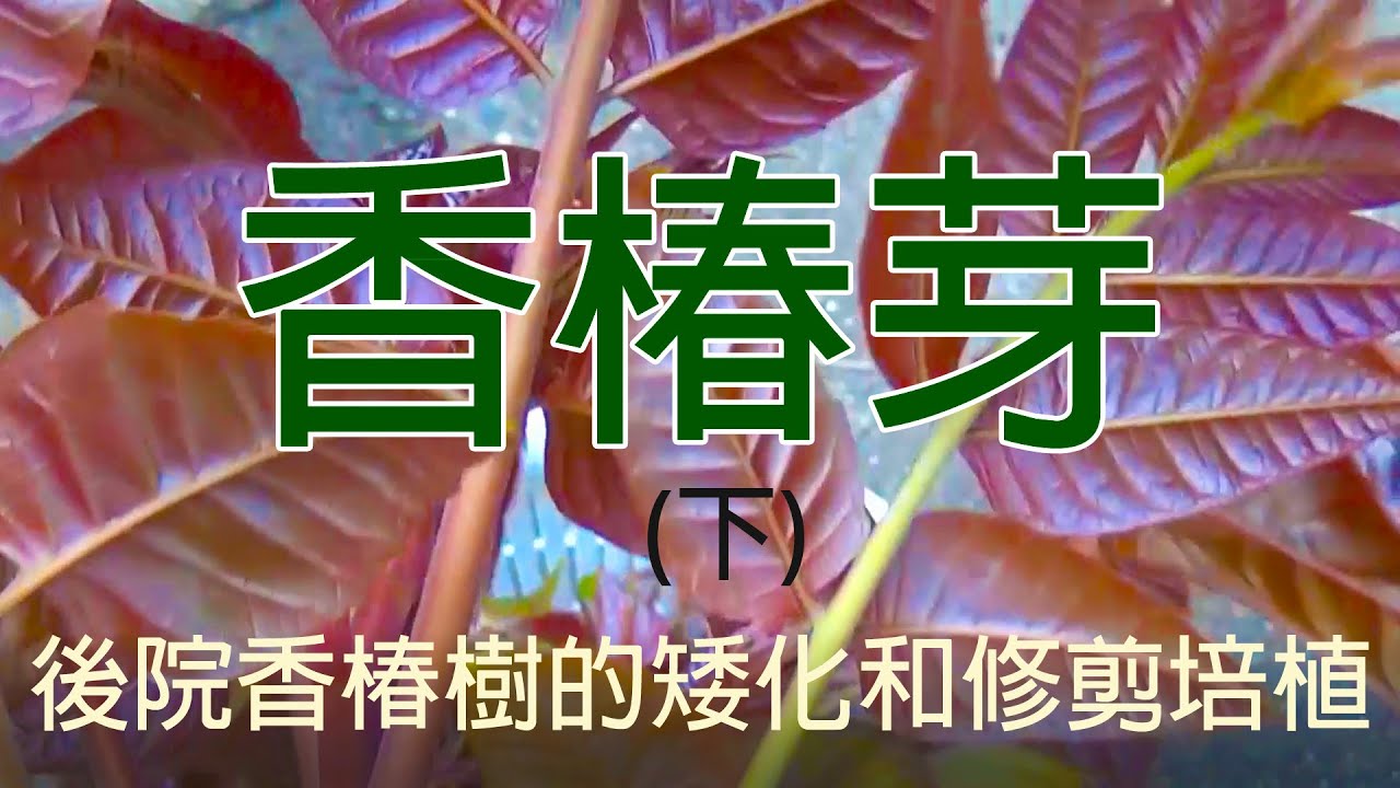 香春芽(下集)後院香椿樹的矮化和修剪培植