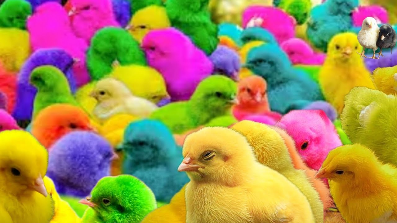 Catch  Hamsters chicken's ,   Colorful Chickens,  Rainbow Hamsters , Rabbits, Ducks,  Little Animals