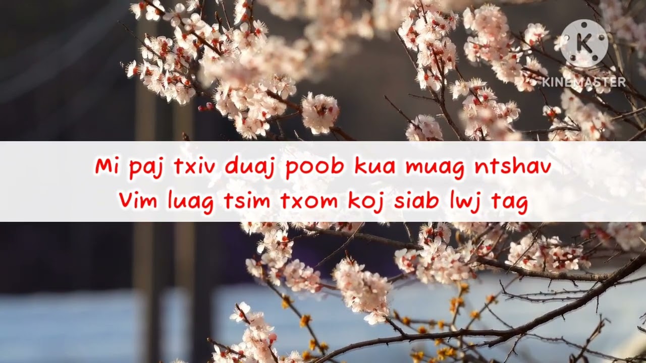 Paj Txiv Duaj KuaMuag Ntshav (cover) - Seng Lee (lyrics)