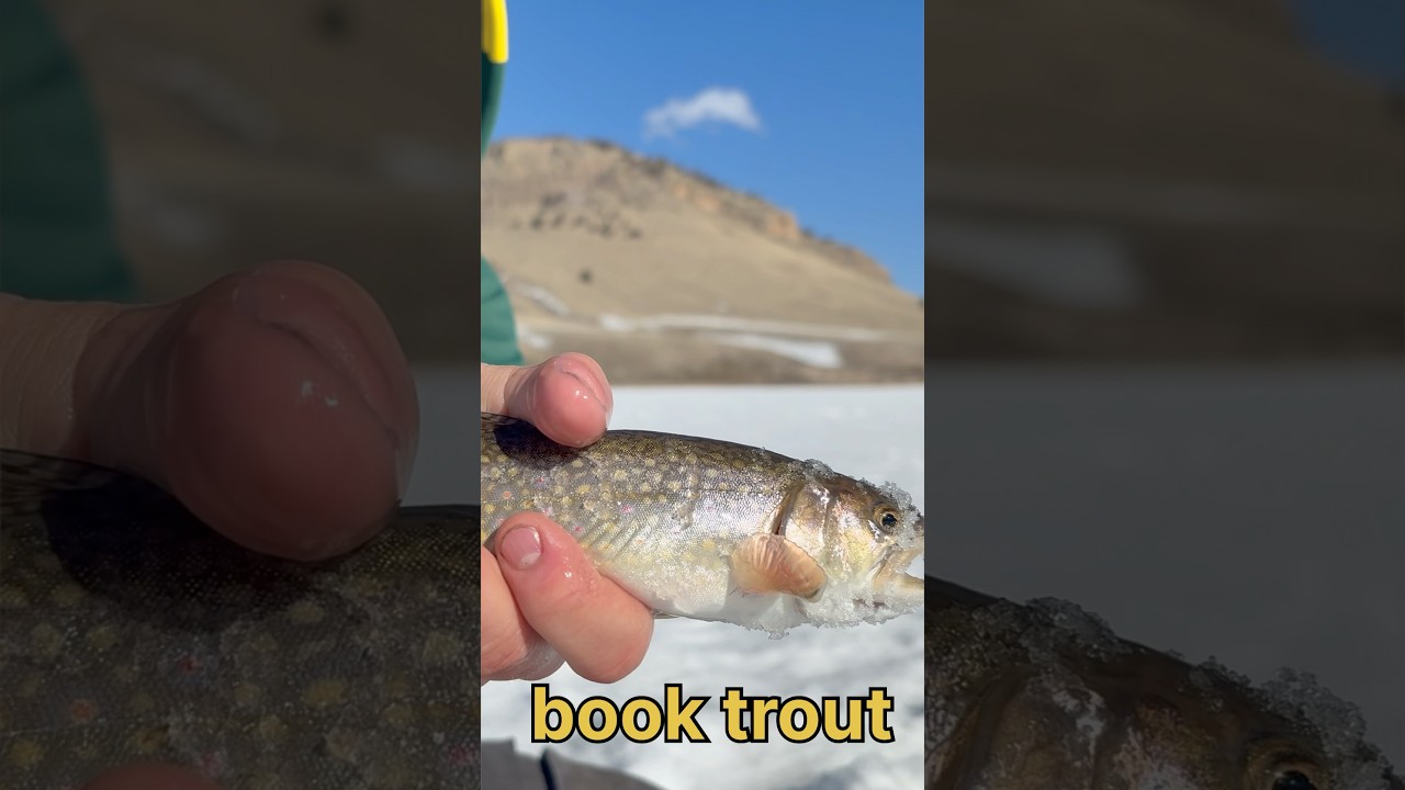 Brook Trout Caught Using Tip-Ups! #icefishing #brooktrout