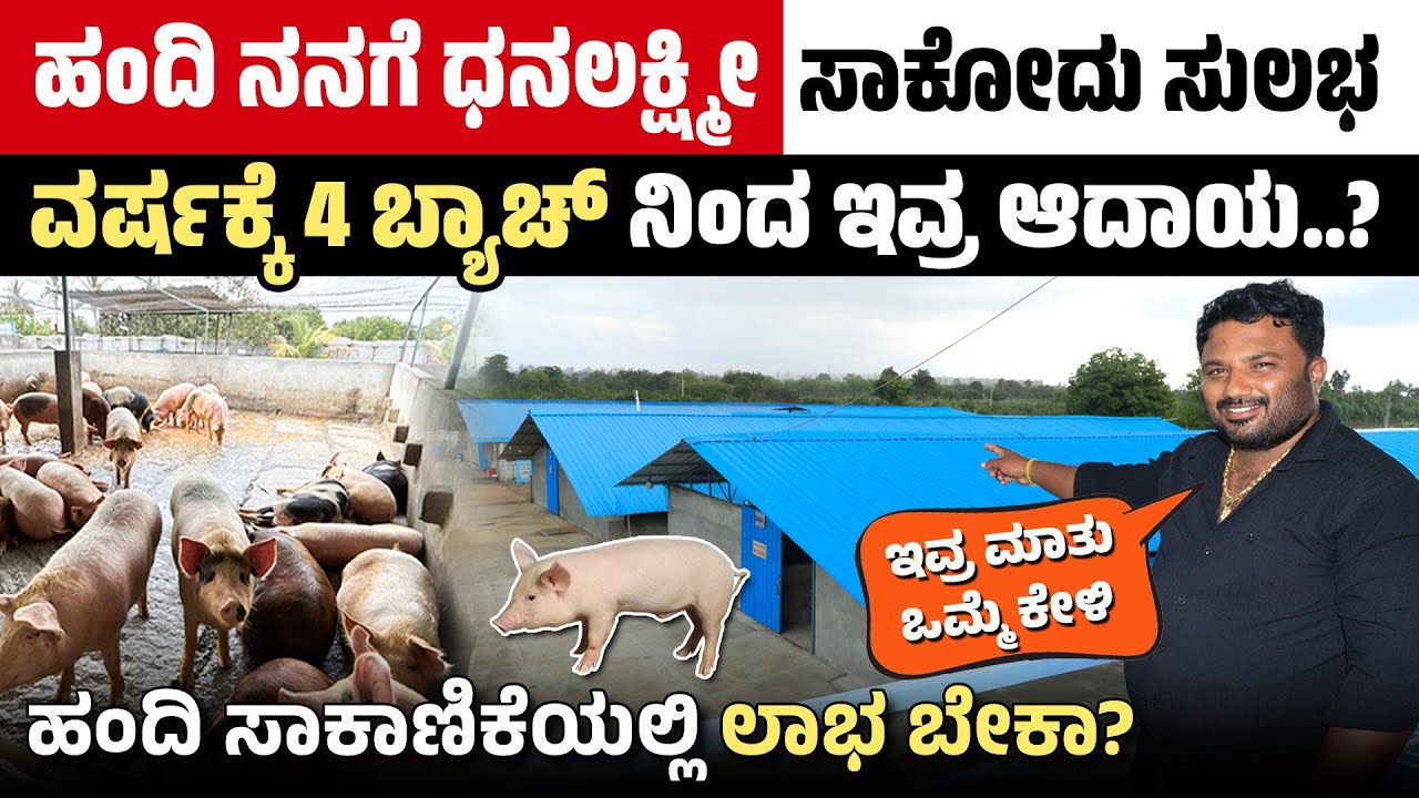 ಹಂದಿ ಸಾಕಾಣಿಕೆಯ ಸಂಪೂರ್ಣ ಗೈಡ್ | Modern Pig Farm Setup & Hygiene Tips 2025 Kannada