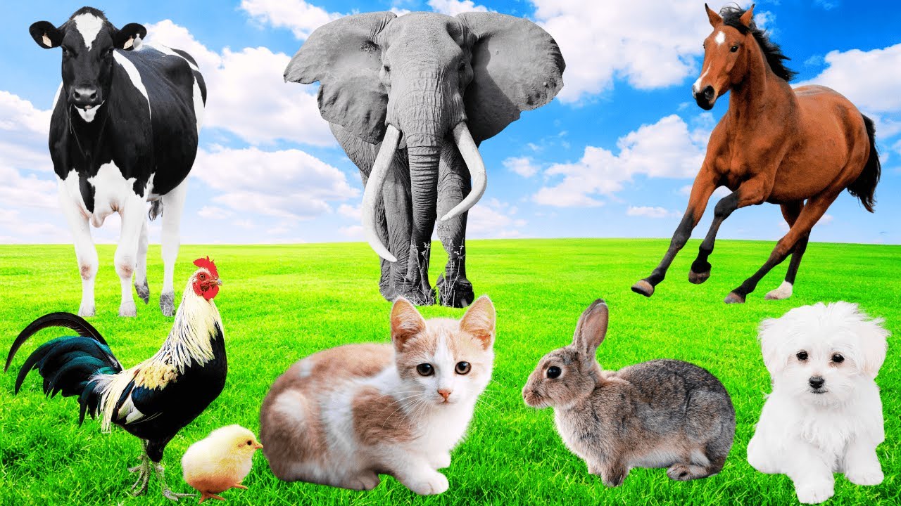 Farm Animal Food: Goat, Elephant, Horse, Puppy, Kitten, Sheep, Cat, Rabbit, Peacock - Animal Sound