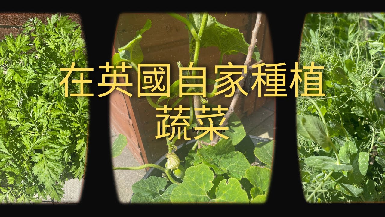 在英國種植#魚翅瓜#西洋菜#豆苗#艾草#臭草#迷迭香#辣椒🌶️#自製肥料#英國生活分享