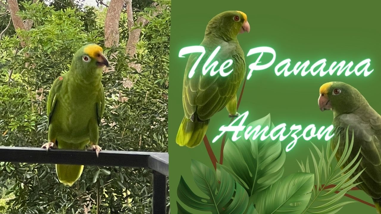 The Panama Amazon